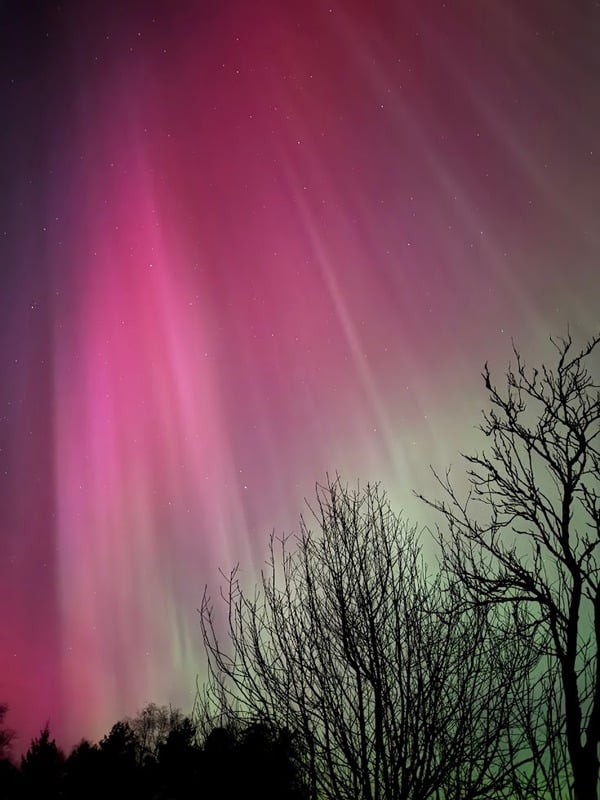 Rosa og grønt nordlys over silhuetter av trær